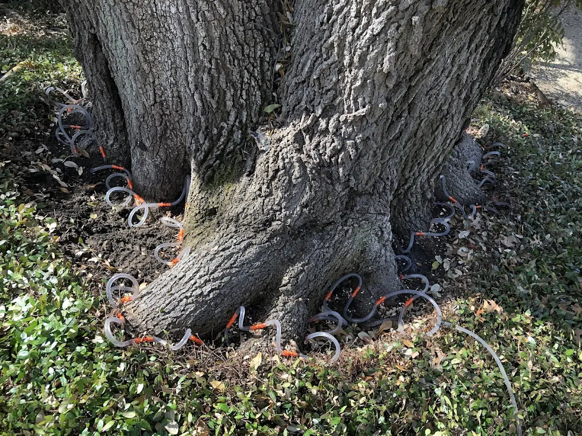 Detailed Tree Cabling and Bracing job site in Quitaque
