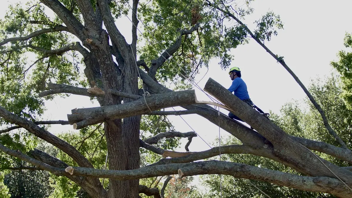 Professional Crown Thinning performed by certified arborists in Quitaque