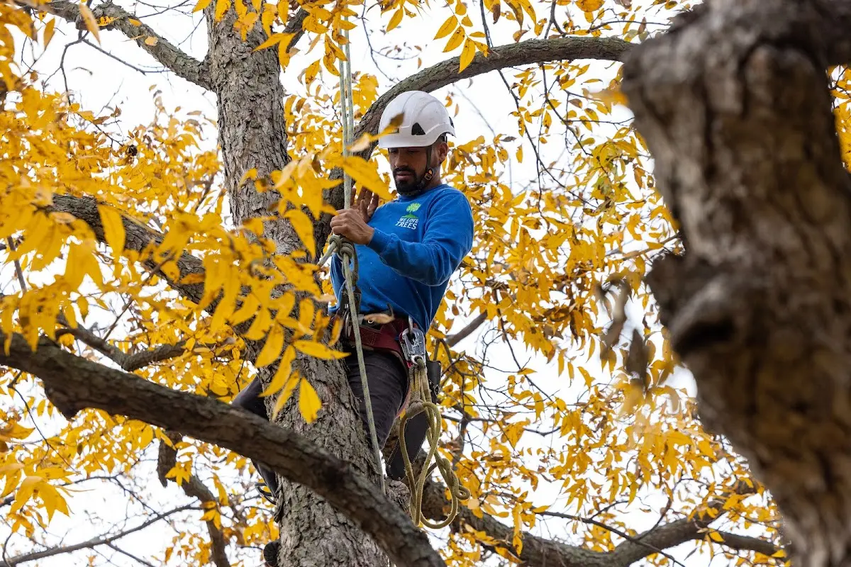 Skilled Tree Pruning crew working in Quitaque